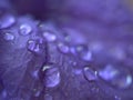 Closeup purple petal of petunia flower with water drops  soft focus and blurred for background ,macro image Royalty Free Stock Photo