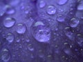 Closeup purple petal of petunia flower with water drops  soft focus and blurred for background ,macro image Royalty Free Stock Photo