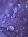 Closeup purple petal of petunia flower with water drops  soft focus and blurred for background ,macro image Royalty Free Stock Photo