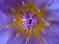 Closeup purple petals and pollen of water lily flower in garden with blurred background Royalty Free Stock Photo