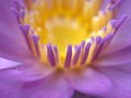 Closeup purple petals and yellow pollen of water lily flower with blurred background Royalty Free Stock Photo