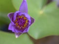 Closeup purple petals and yellow pollen of water lily flower with blurred background Royalty Free Stock Photo