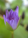 Closeup purple petals and yellow pollen of water lily flower with blurred background Royalty Free Stock Photo