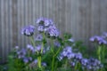 purple phacelia flowers in a public garden