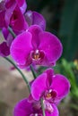 purple Phalaenopsis orchid