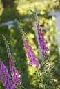 Closeup of purple or pink foxglove flowers blossoming in a garden. Delicate violet plants growing on green stems in a Royalty Free Stock Photo