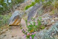 Closeup of purple and pink Fynbos flowers growing on rocky mountain landscape with copyspace. Plants exclusive to Cape