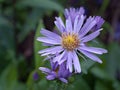 Closeup purple -pink Tatarian aster flowers in garden with soft focus and green blurred background