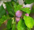 Closeup of purple plums growing on a green plum tree branch in a home garden. Texture detail of group of healthy, sweet