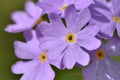 Closeup purple primulas