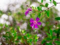 Closeup purple Princess flowers (Tibouchina semidecandra) with green leaves in the garden. Royalty Free Stock Photo