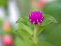 Closeup purple ,punk Globe amaranth flower in garden and blurred nature leaves background ,nature background Royalty Free Stock Photo