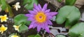 Closeup of a purple Pygmy water-lily flower Royalty Free Stock Photo