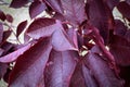 Closeup of the purple red leaves on a Schubert cherry tree