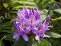 Purple rhododendron flowers