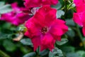 Closeup purple rose on blurry dark background Royalty Free Stock Photo