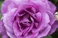 Closeup purple rose covered with rain. Royalty Free Stock Photo