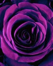 Closeup of a Purple Rose Royalty Free Stock Photo