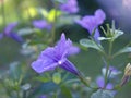 Closeup purple Ruellia tuberosa flowers in the garden