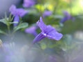 Closeup purple Ruellia tuberosa flowers in the garden