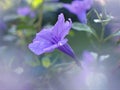 Closeup purple Ruellia tuberosa flowers in the garden