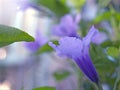 Closeup purple Ruellia tuberosa flowers in the garden