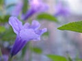 Closeup purple Ruellia tuberosa flowers in the garden