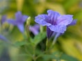 Closeup purple Ruellia tuberosa flowers in the garden