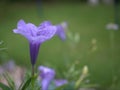 Closeup purple Ruellia ,wild petunia flower in garden and blurred nature leaves background ,nature background