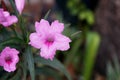 Closeup of Purple ruellias flower or wild petunias