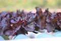 closeup purple salad orrganic lettuce
