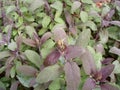 Closeup of purple salvia sage plant Royalty Free Stock Photo