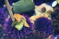 Closeup of Purple Sea Urchins in tidepool Royalty Free Stock Photo