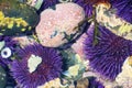 Closeup of Purple Sea Urchins in tidepool Royalty Free Stock Photo