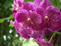 Closeup purple Singapore orchid vanda flowers in garden with soft focus and green blurred background Royalty Free Stock Photo