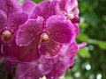 Closeup purple Singapore orchid vanda flowers in garden with soft focus and green blurred background Royalty Free Stock Photo