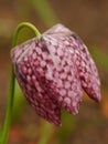 Closeup of purple snake`s head fritillary flower