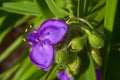 Spiderwort plant