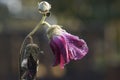 Closeup of a purple splendid hibiscus (Hibiscus splendens) against blurred background