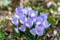 Closeup of purple Spring Saffrons blossomed Royalty Free Stock Photo