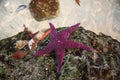 Closeup of a purple starfish and other sea shells on a rock Royalty Free Stock Photo