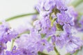 Closeup of Purple Statice Flower