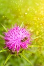 Closeup purple thistle flower honey bee Royalty Free Stock Photo