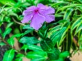 Closeup purple tibouchina flower soft focus and blurred backround.