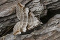 Closeup on the Purple treble-bar owlet moth, Aplocera praeformata, sitting on wood