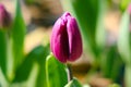 A purple tulip bud in closeup