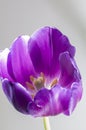 Closeup of purple tulip