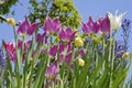 Closeup purple tulips