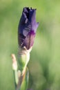 A closeup of a purple violet velvet bearded iris using a shallow depth of field