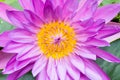 Closeup purple Water lilly Royalty Free Stock Photo